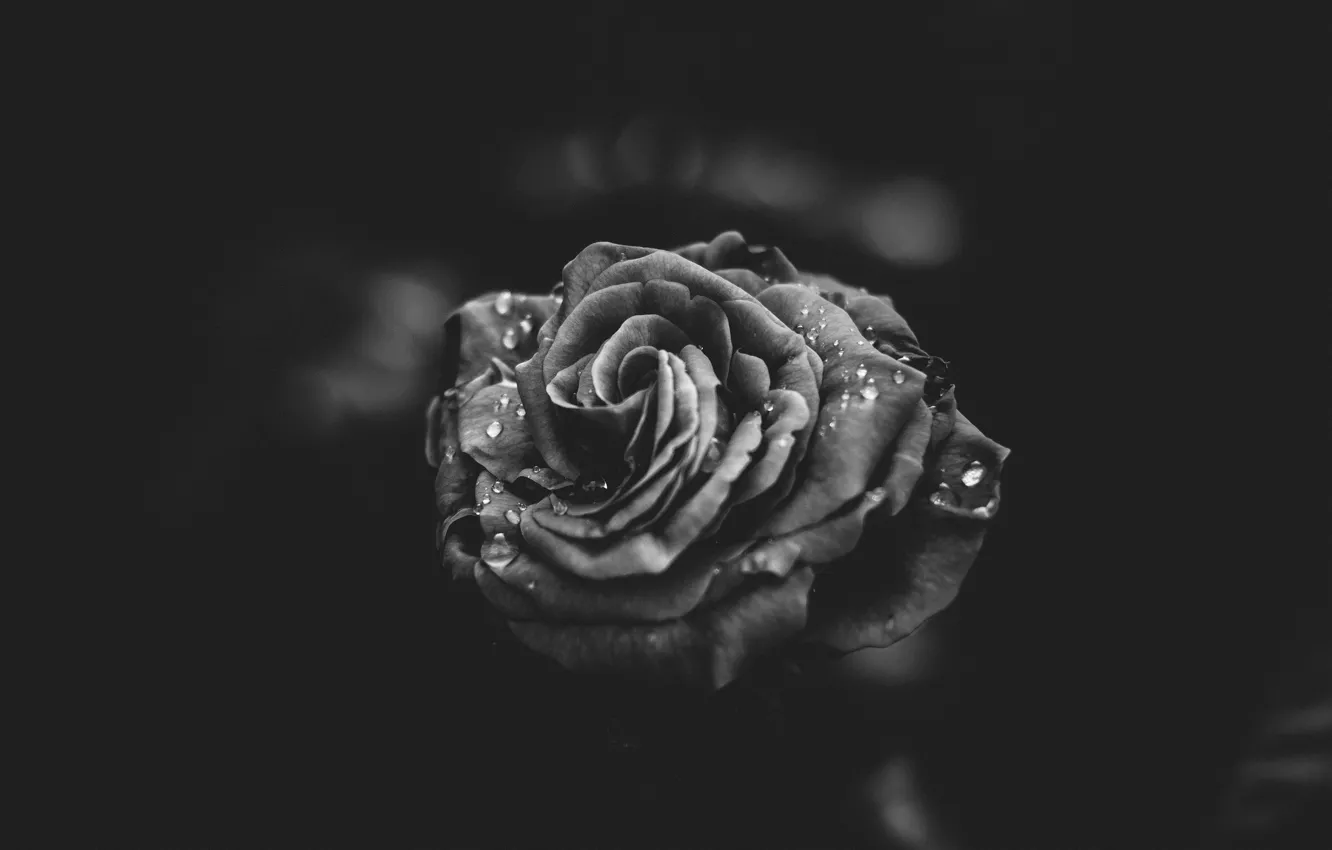 Photo wallpaper flower, drops, rose, petals, black and white