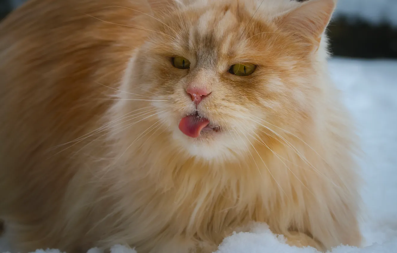 Photo wallpaper language, snow, fluffy, red cat, cat