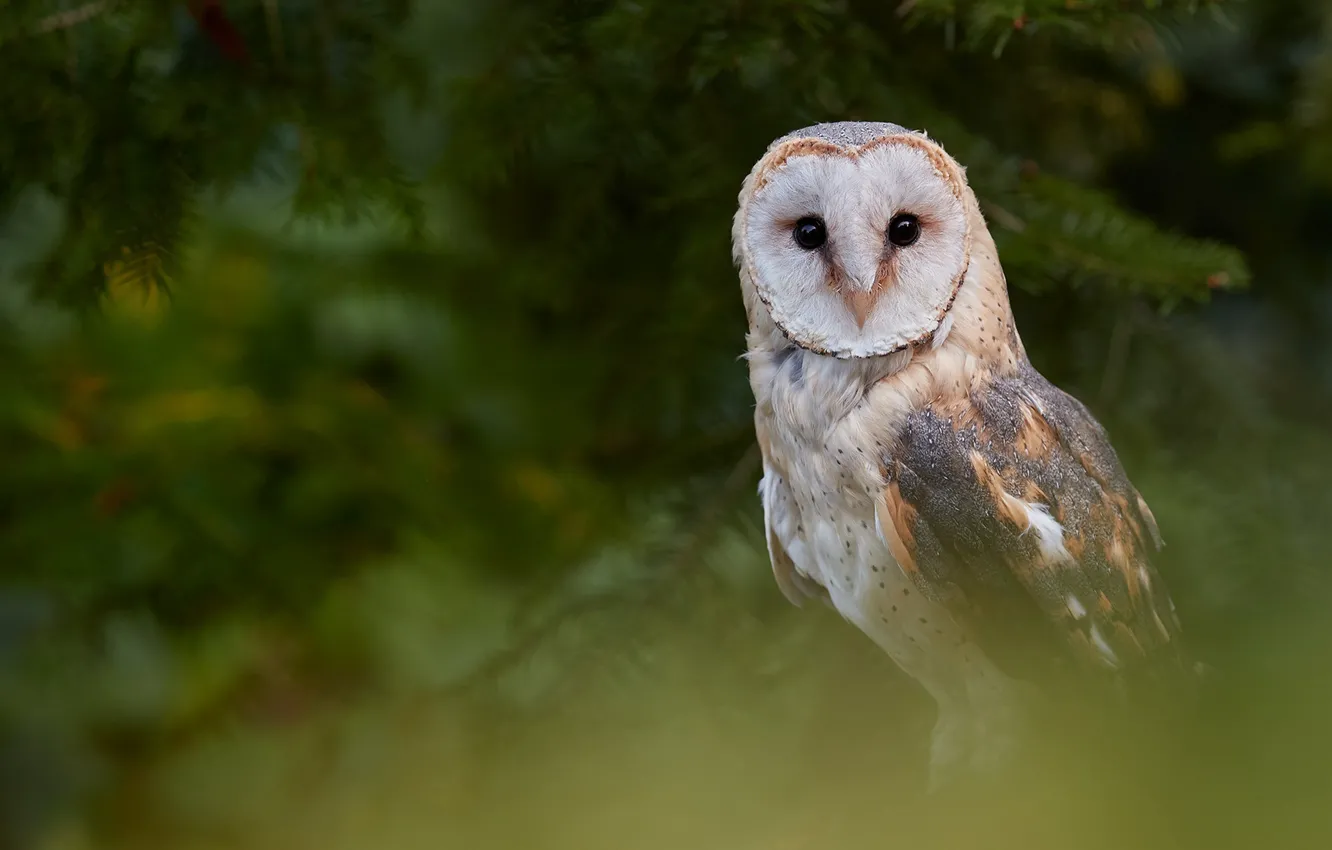Photo wallpaper nature, owl, bird, bokeh, the barn owl