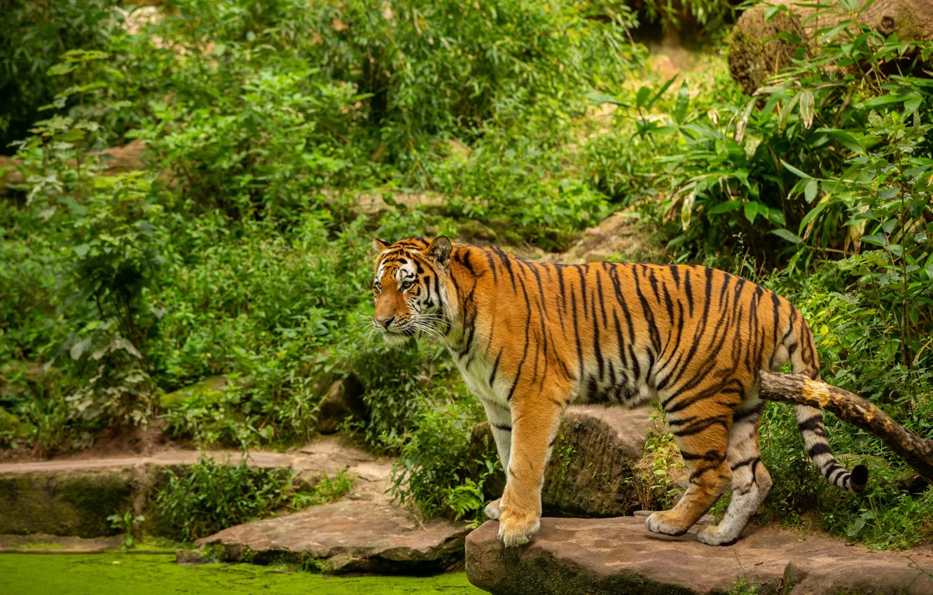 Photo wallpaper greens, tiger, stones, shore, the bushes, pond