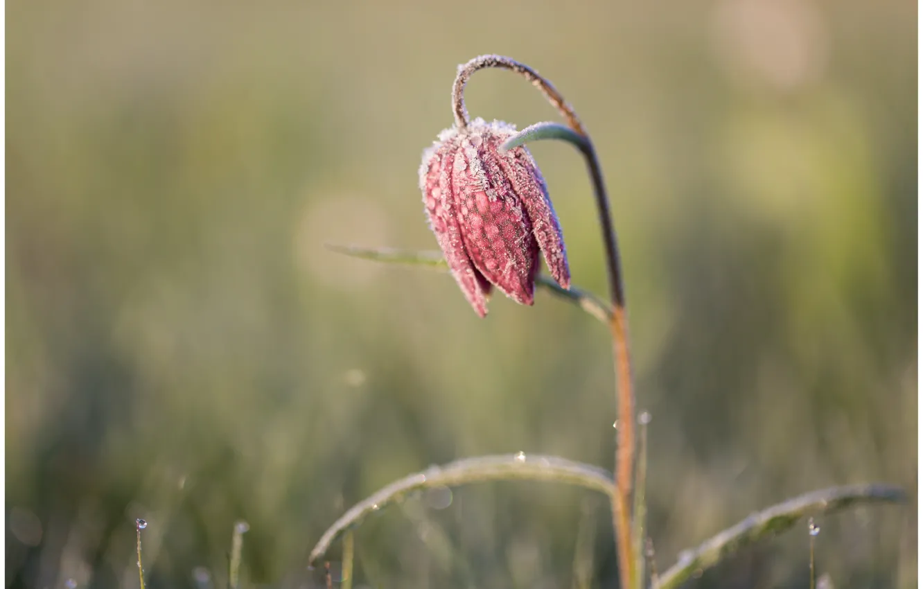 Photo wallpaper nature, Grouse chess, macro, flowers