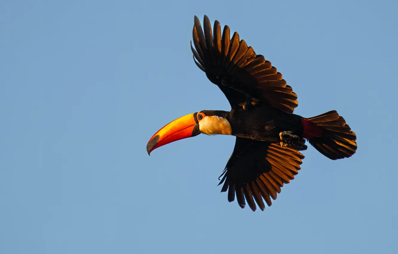 Photo wallpaper flight, bird, Toucan, blue background, wingspan