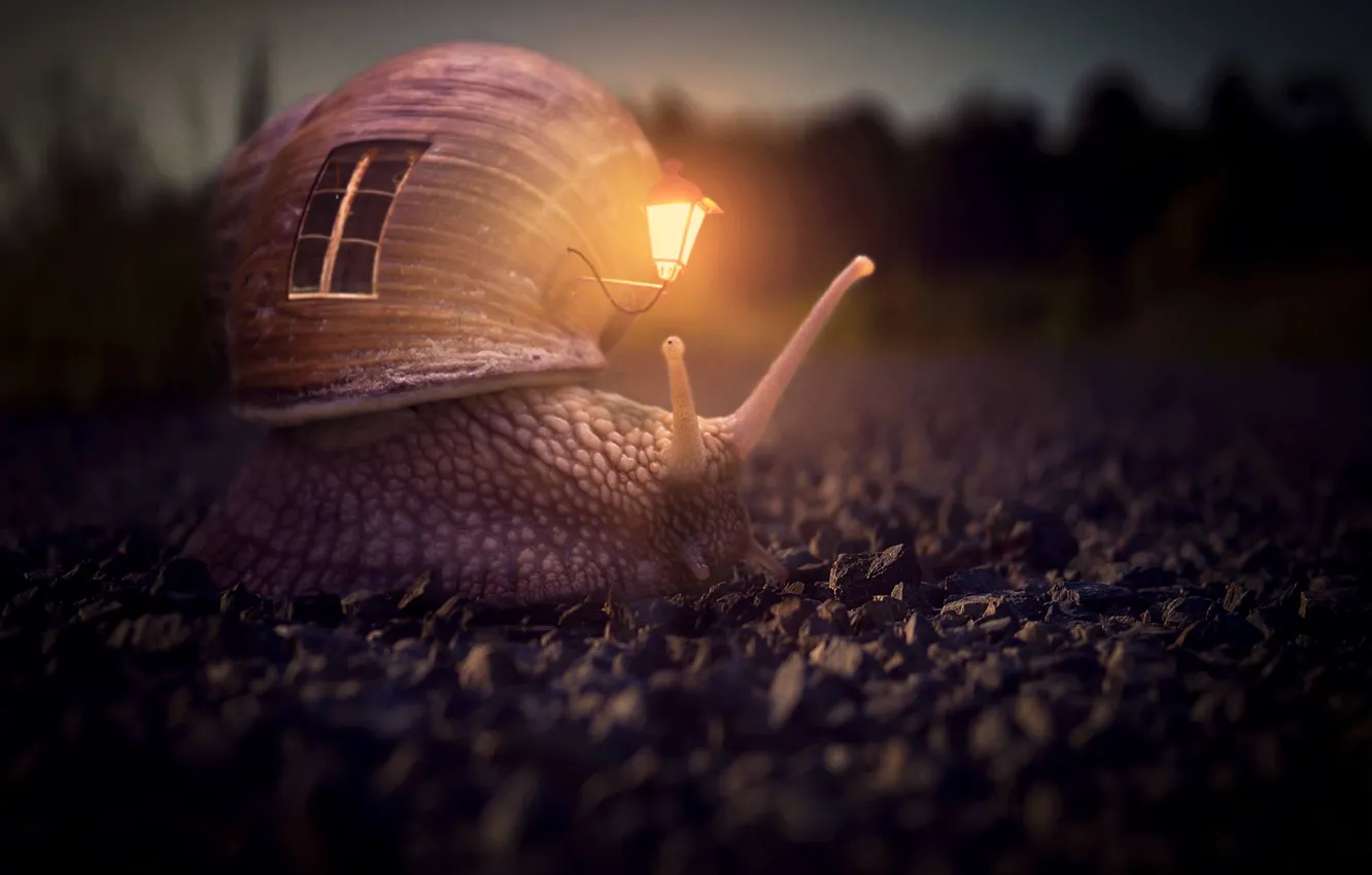 Photo wallpaper snail, flashlight, house, horns