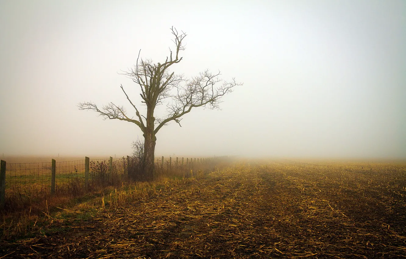 Photo wallpaper field, landscape, fog, morning