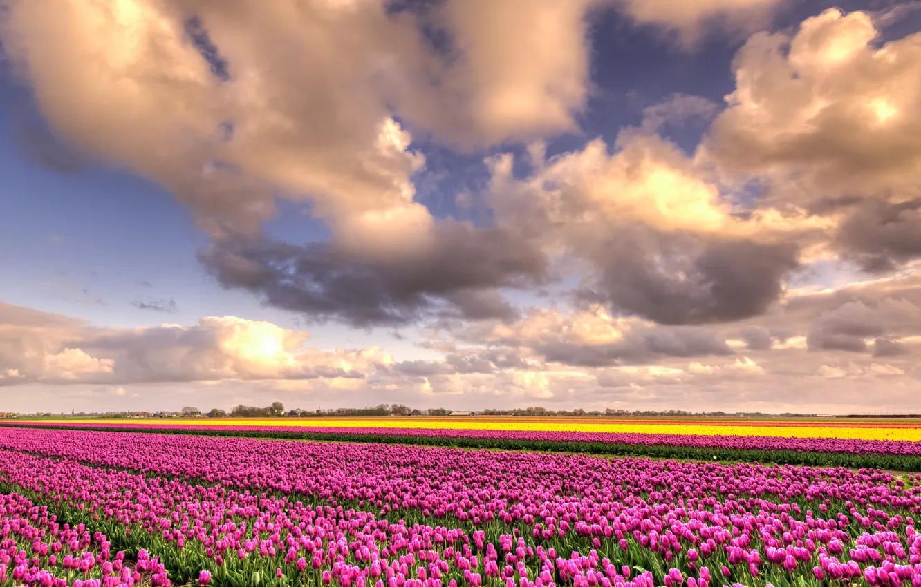 Photo wallpaper field, the sky, clouds, flowers, beauty, positive, spring, yellow