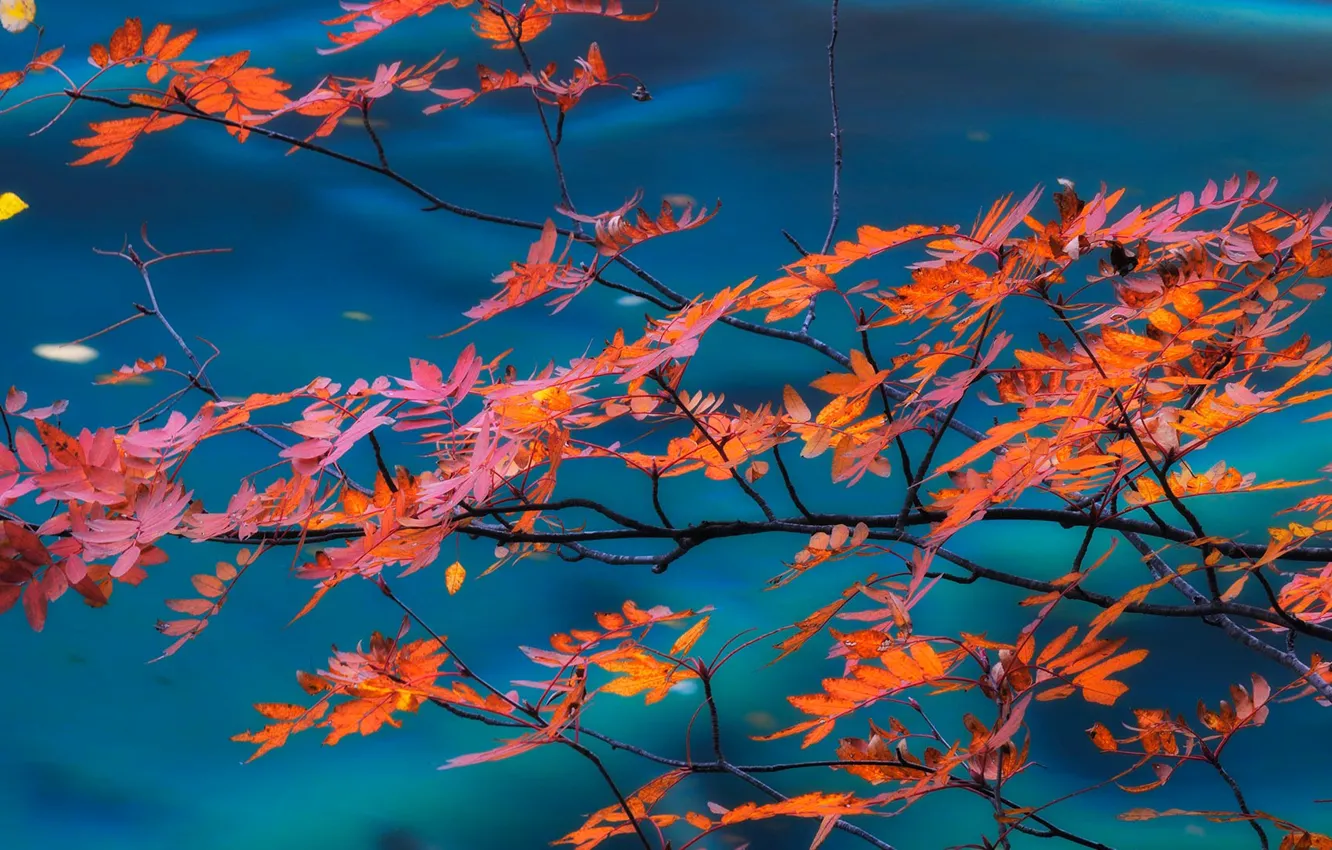 Photo wallpaper autumn, leaves, branch, China, Sichuan, Jiuzhaigou, Jiuzhaigou National Park, Valley of nine villages