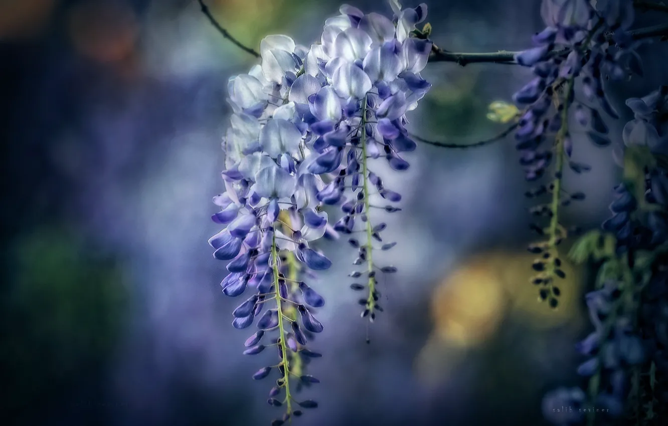 Photo wallpaper macro, brush, bokeh, Wisteria, Wisteria