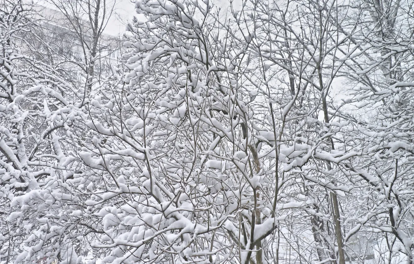 Photo wallpaper winter, snow, January 2025