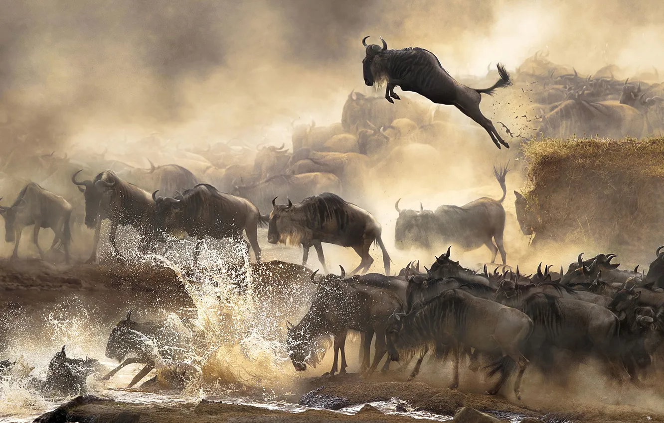 Photo wallpaper squirt, jump, pond, the herd, antelope