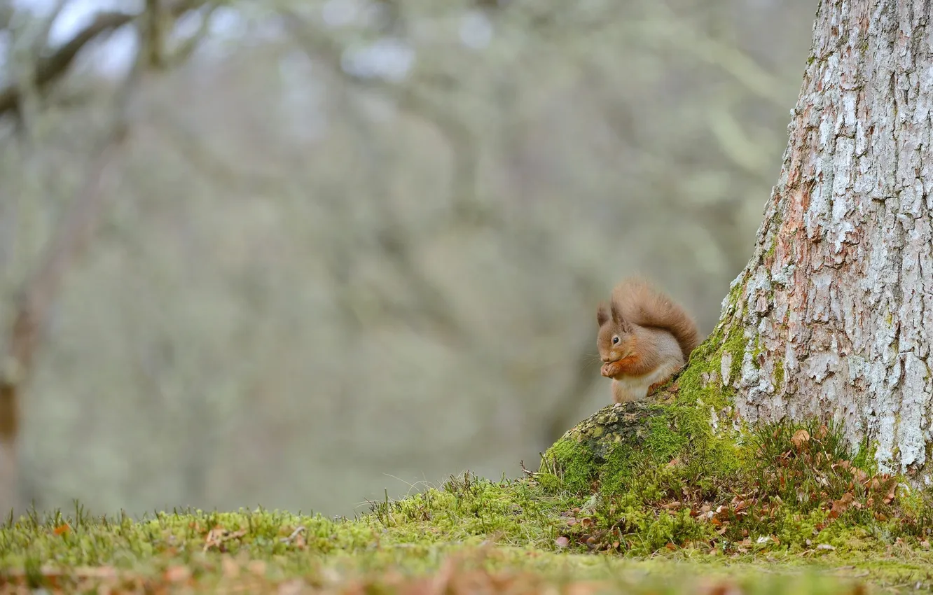 Photo wallpaper trees, protein, tail, red, animal