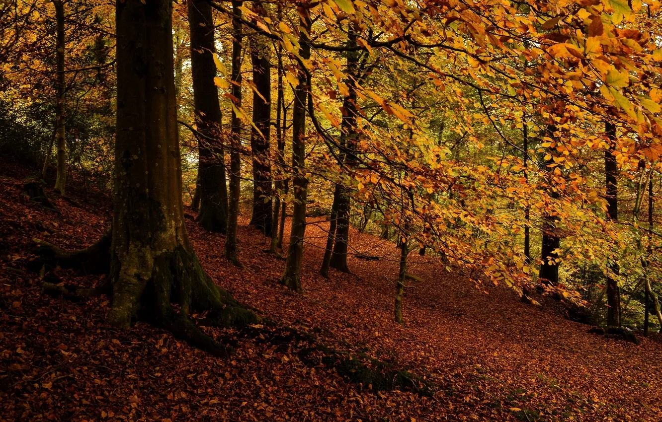 Photo wallpaper autumn, forest, leaves, trees
