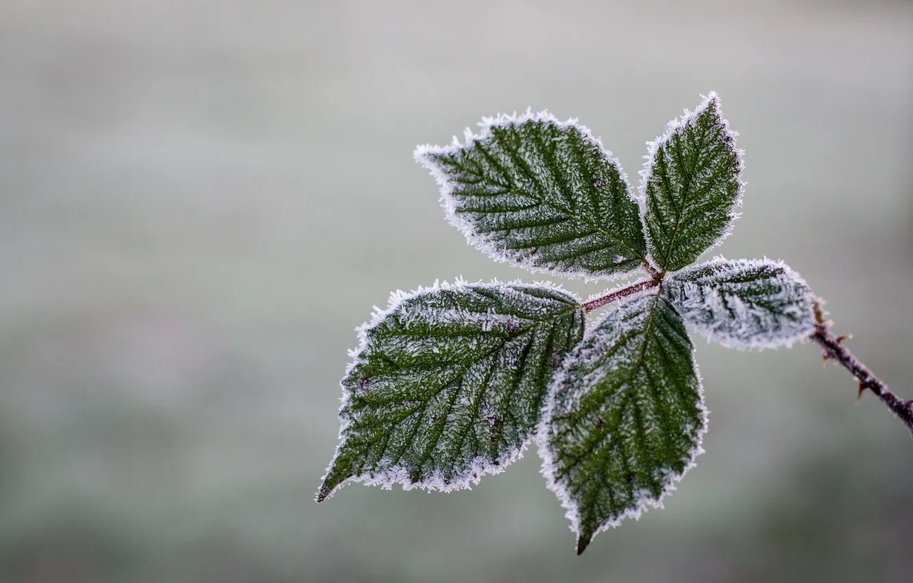 Photo wallpaper leaves, macro, nature