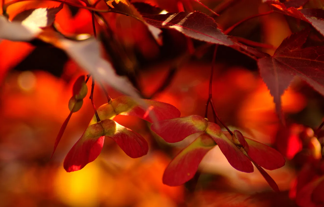 Photo wallpaper leaves, red, orange, veins
