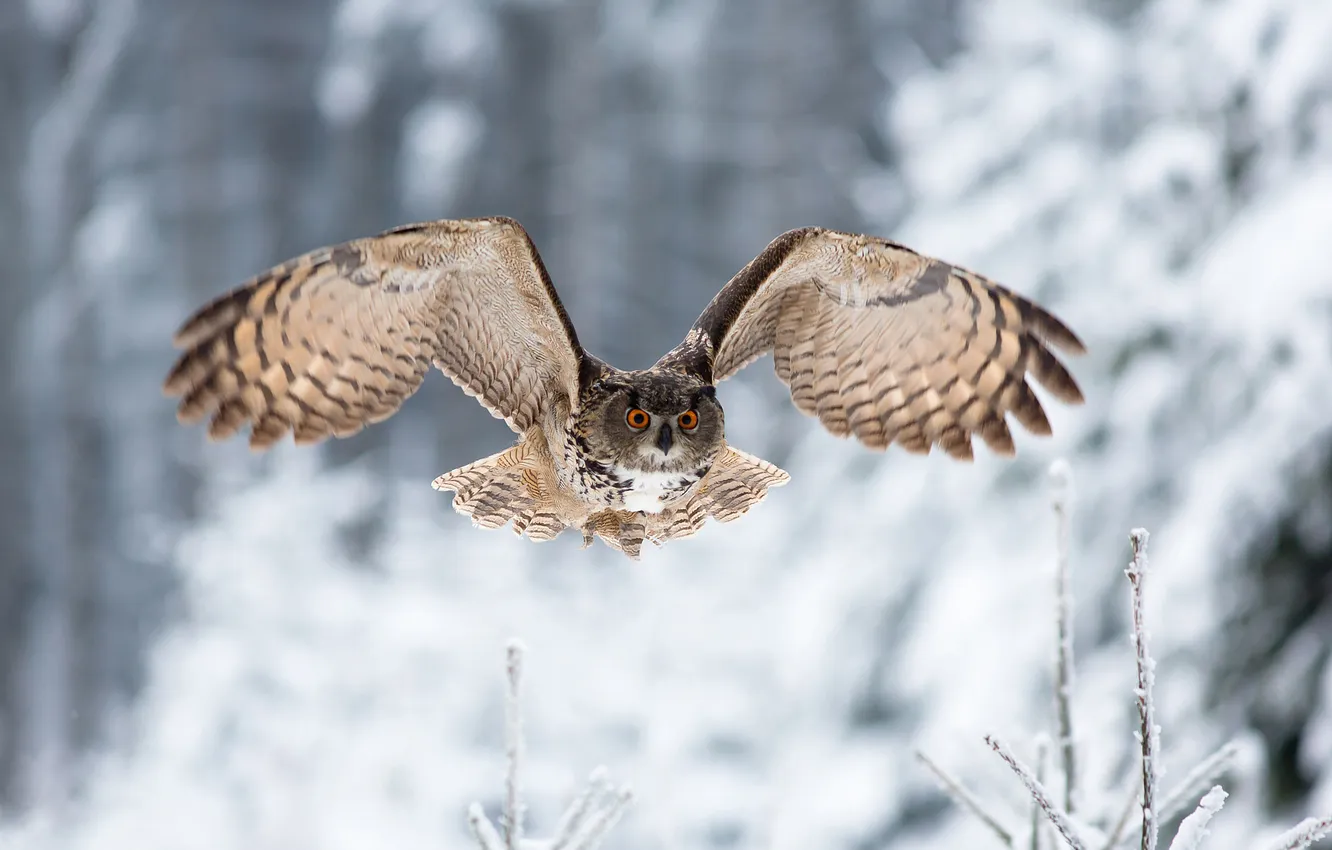 Photo wallpaper winter, look, owl, bird, wings, flight