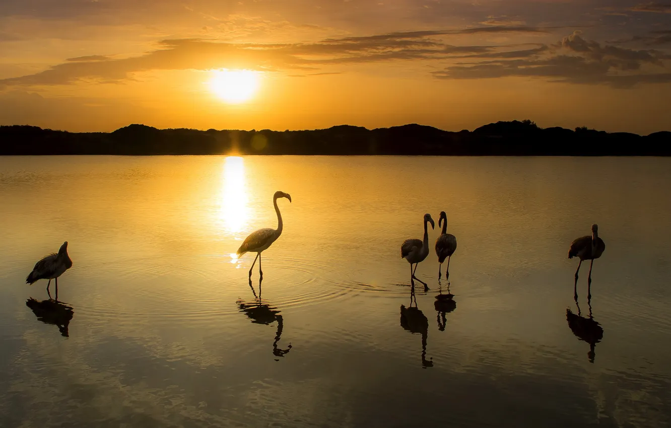 Photo wallpaper sunset, bird, Flamingo