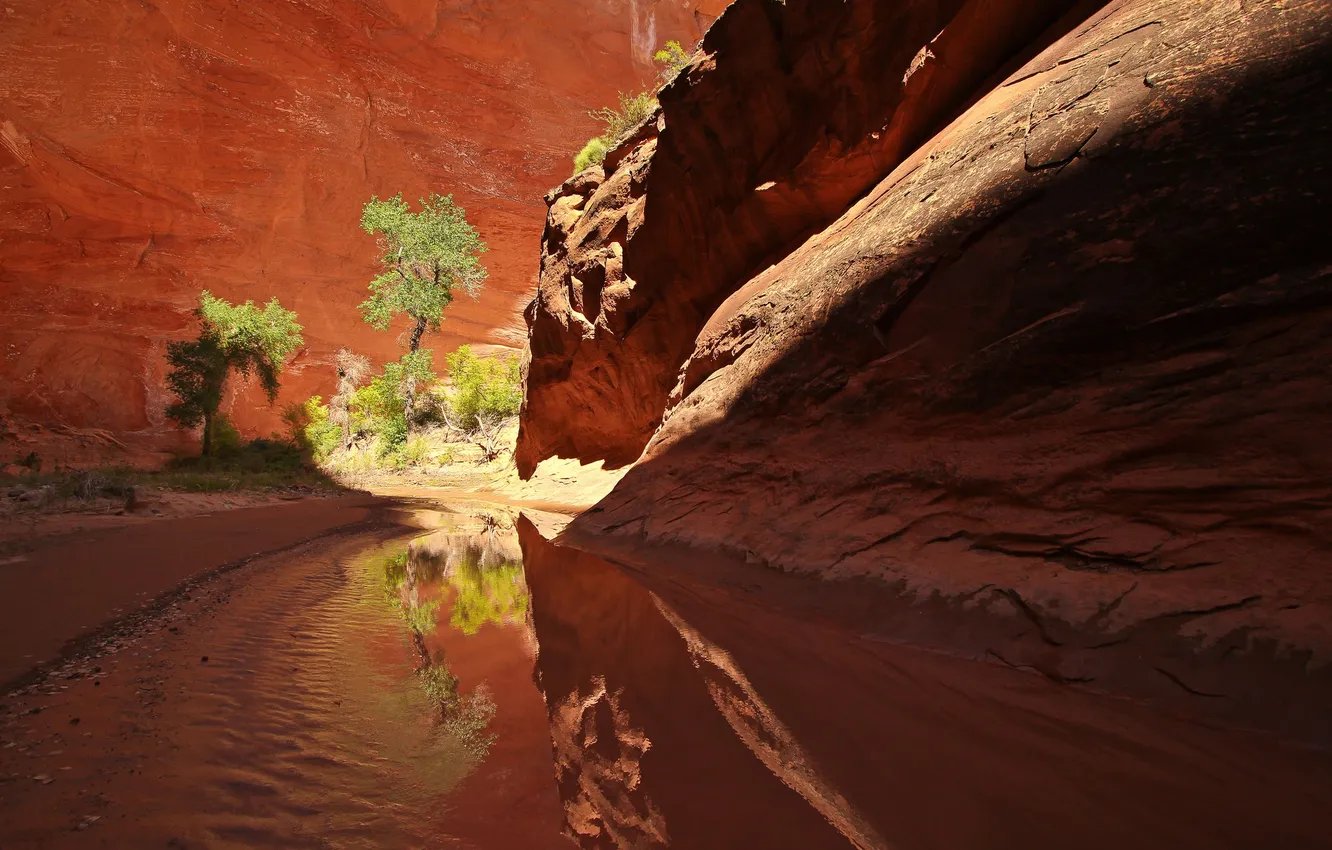 Photo wallpaper river, stream, tree, rocks, canyon, gorge