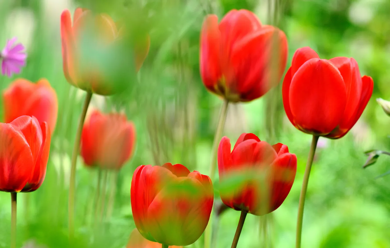 Photo wallpaper nature, petals, meadow, tulips