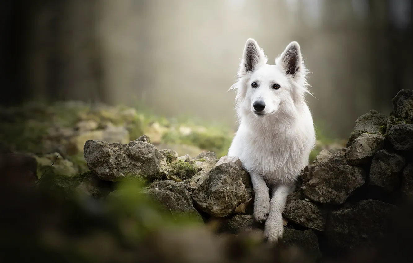 Photo wallpaper stones, dog, bokeh, The white Swiss shepherd dog