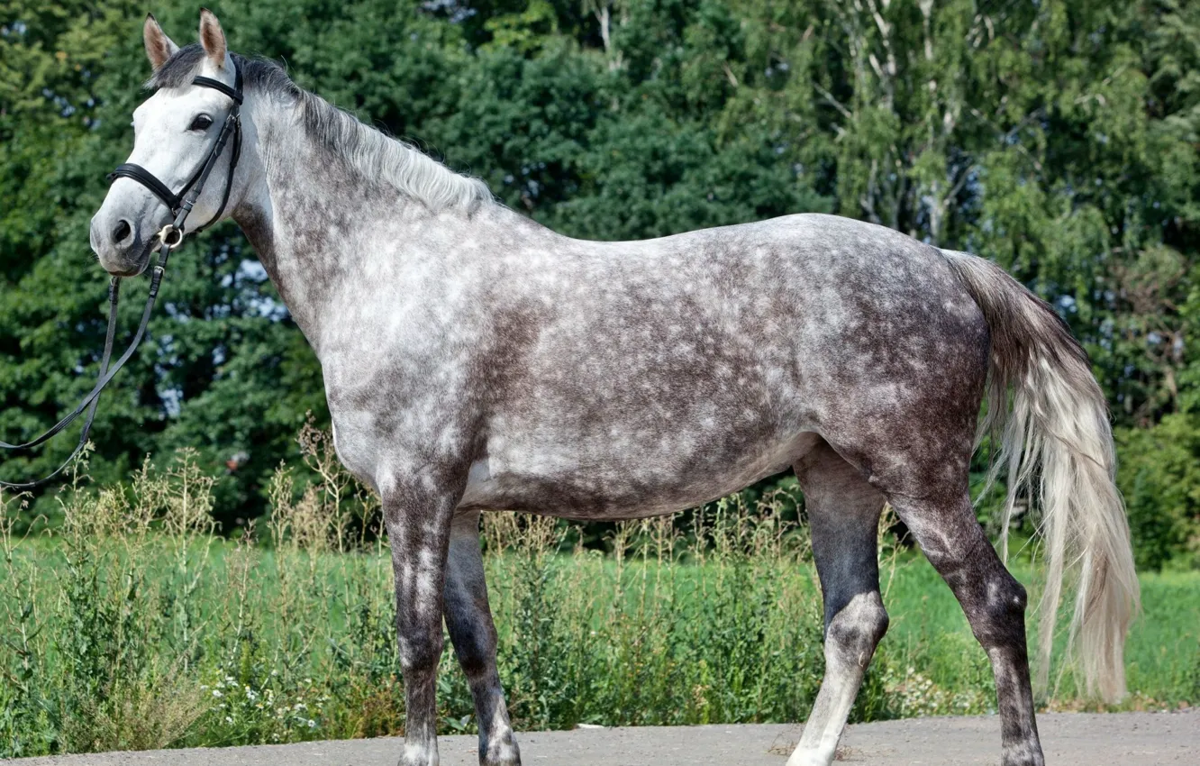 Photo wallpaper nature, photo, horse, the grey horse