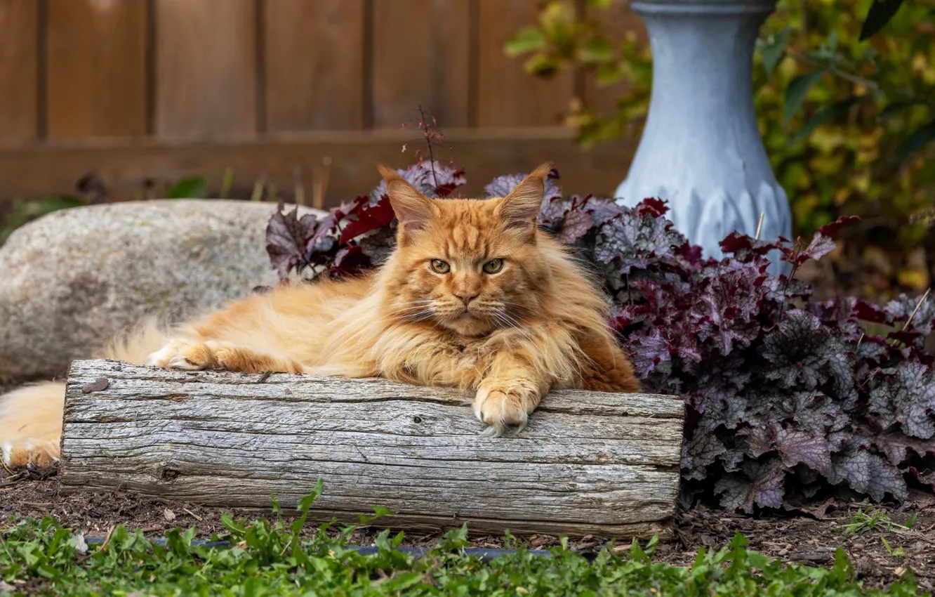 Photo wallpaper cat, cat, look, nature, pose, face