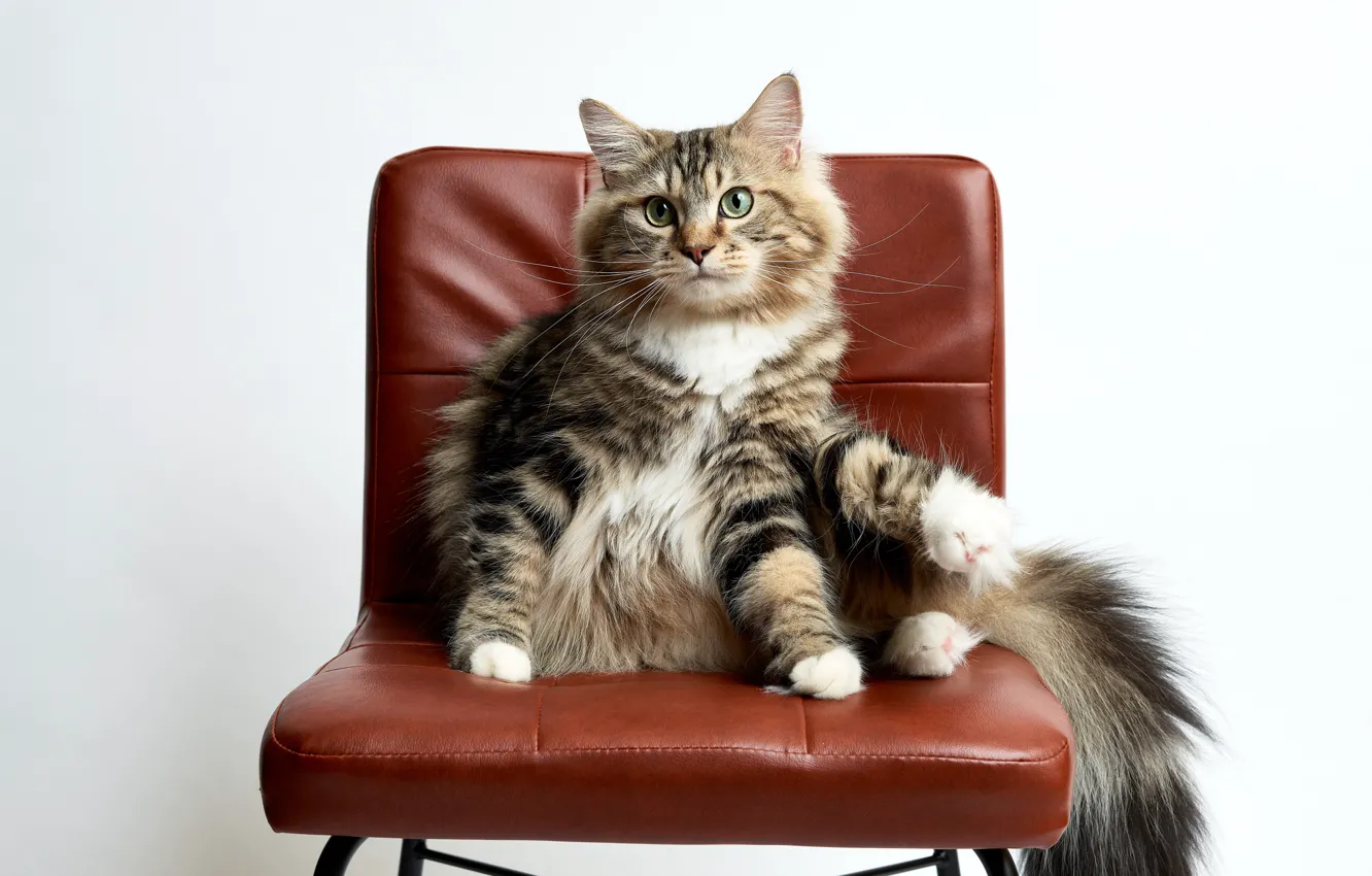 Photo wallpaper cat, look, chair