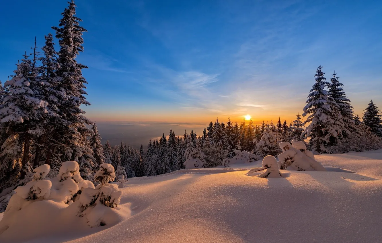 Photo wallpaper winter, forest, the sky, the sun, clouds, snow, landscape, sunset