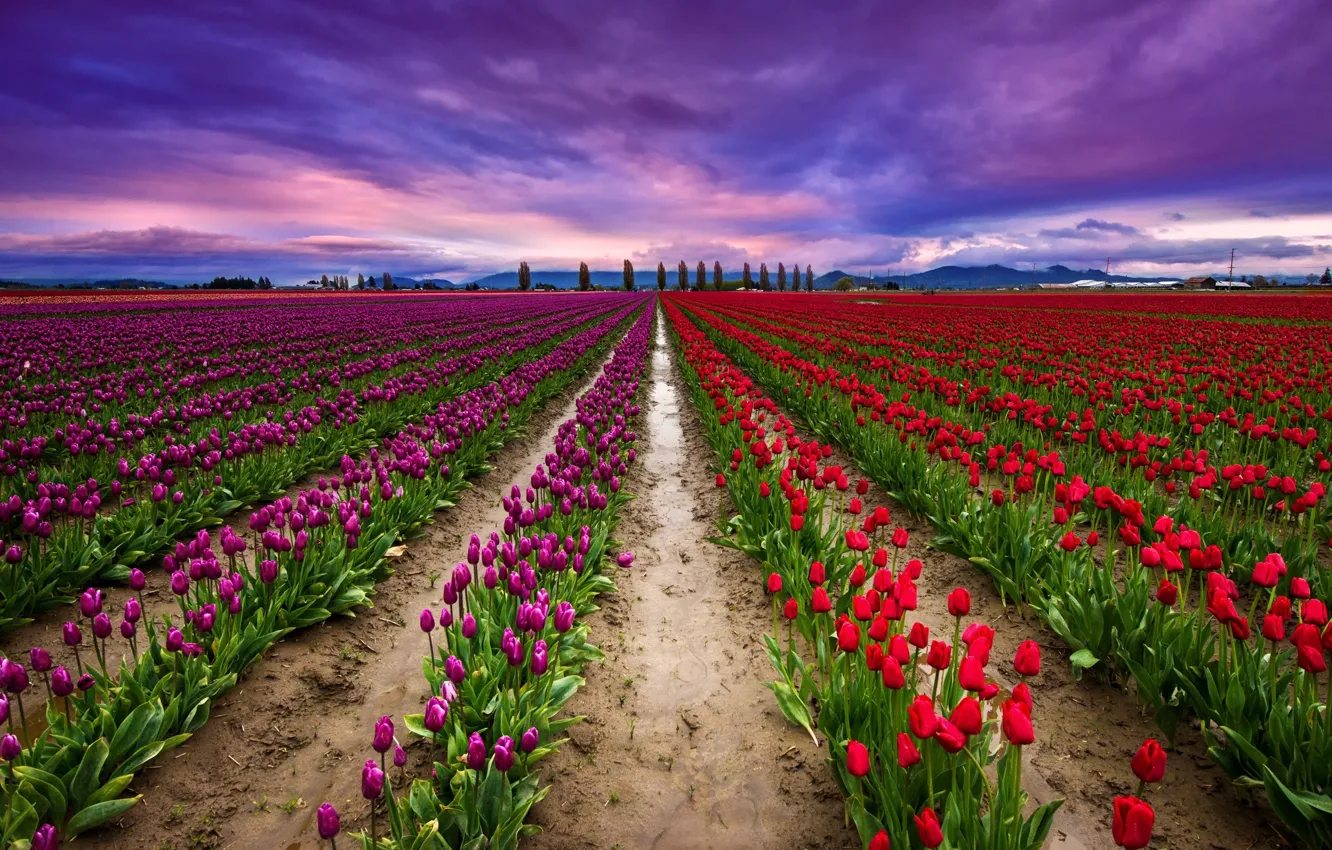 Photo wallpaper the sky, clouds, field, tulips
