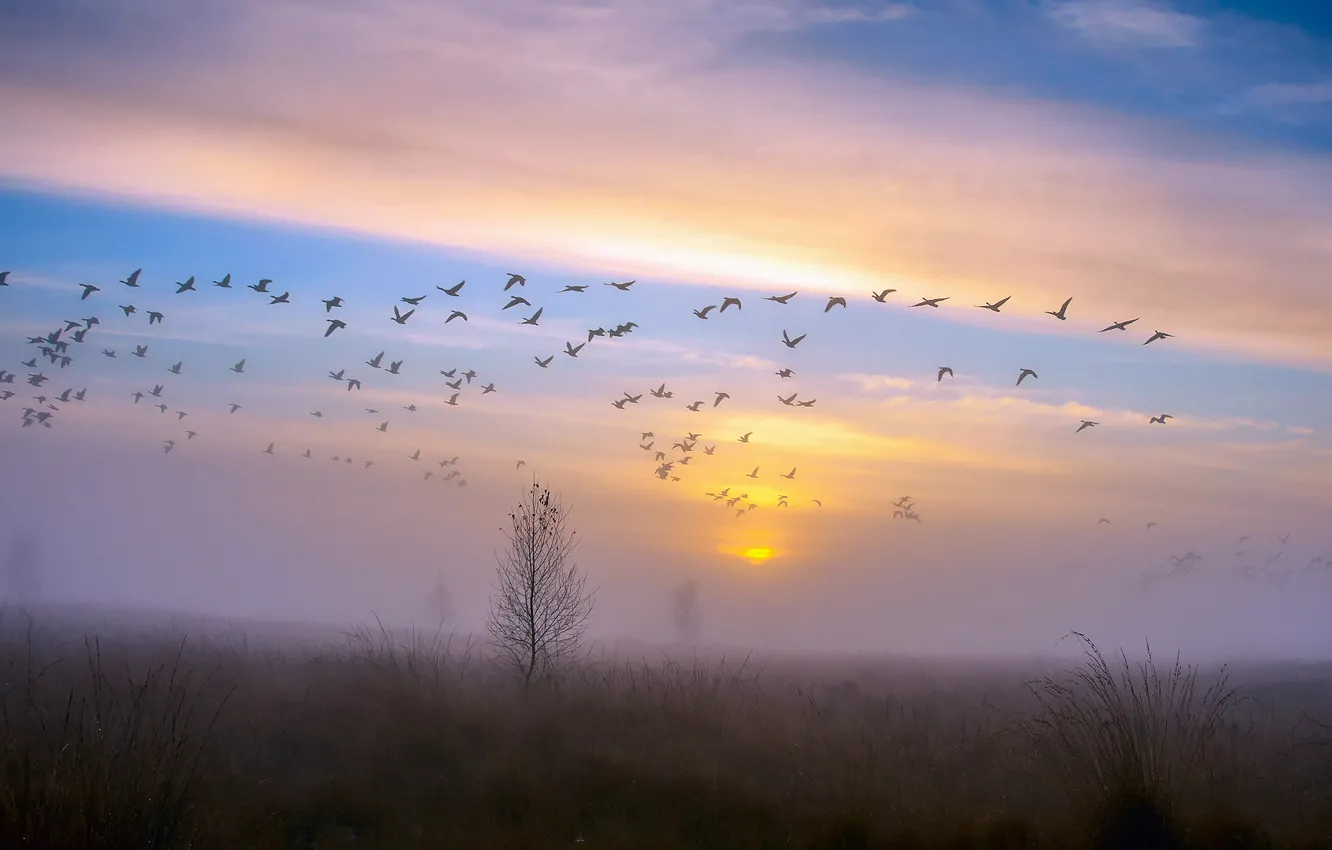 Photo wallpaper autumn, the sky, sunset, birds, fog, Rosa, tree, duck