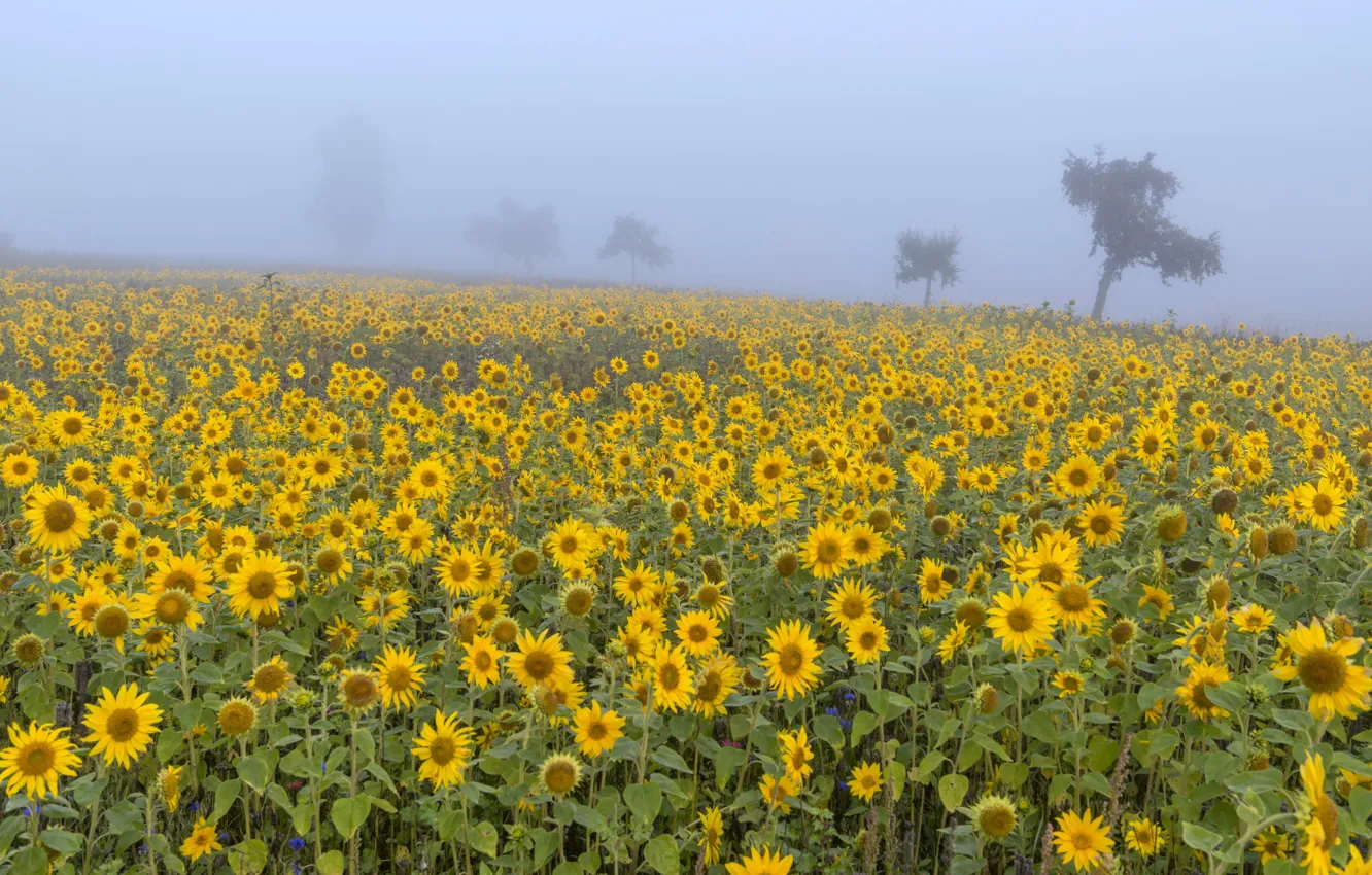 Photo wallpaper field, summer, trees, sunflowers, flowers, yellow, fog, morning
