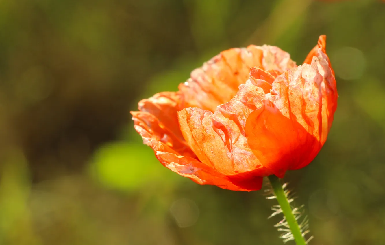 Photo wallpaper red, flower, poppy