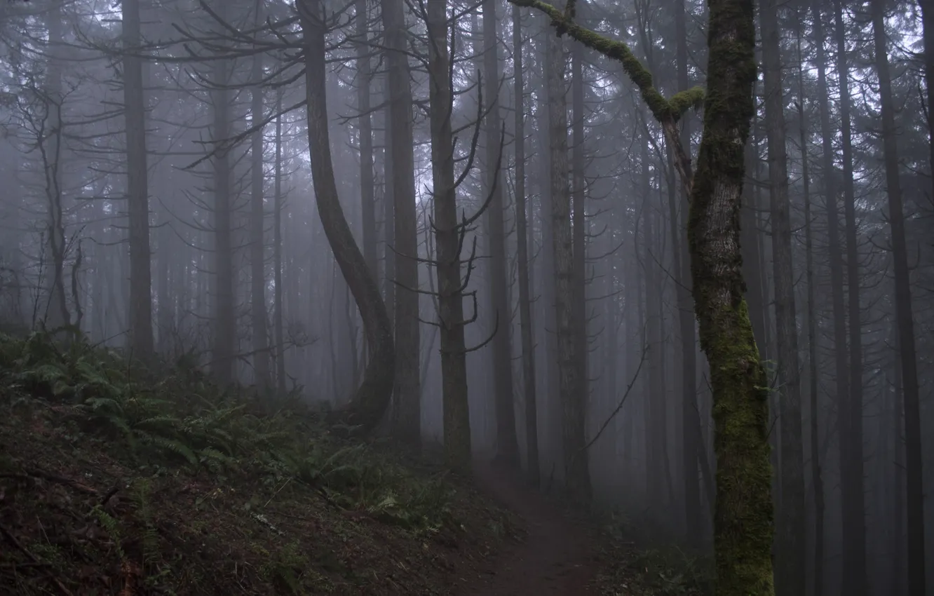 Photo wallpaper forest, trees, nature, fog, Oregon, USA, USA, path