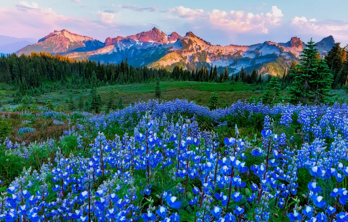 Photo wallpaper flowers, mountains, meadow, USA, Washington