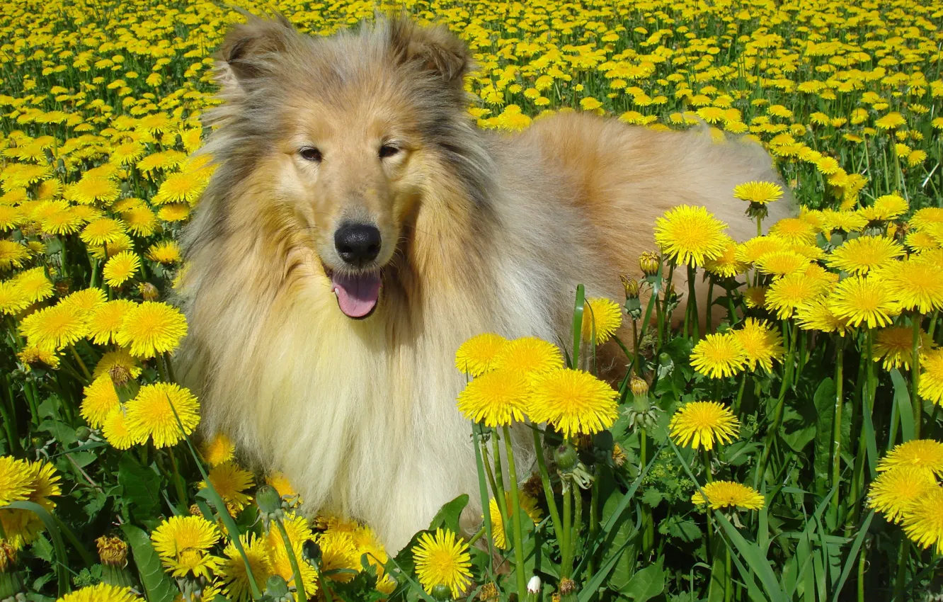 Photo wallpaper dog, dandelions, collie