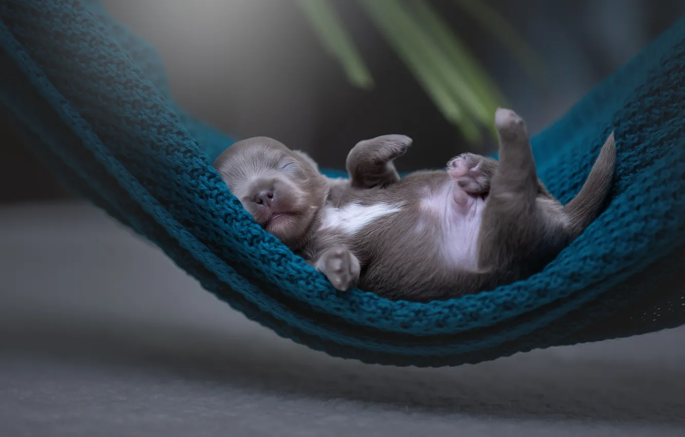 Photo wallpaper hammock, puppy, baby, Svetlana Pisareva