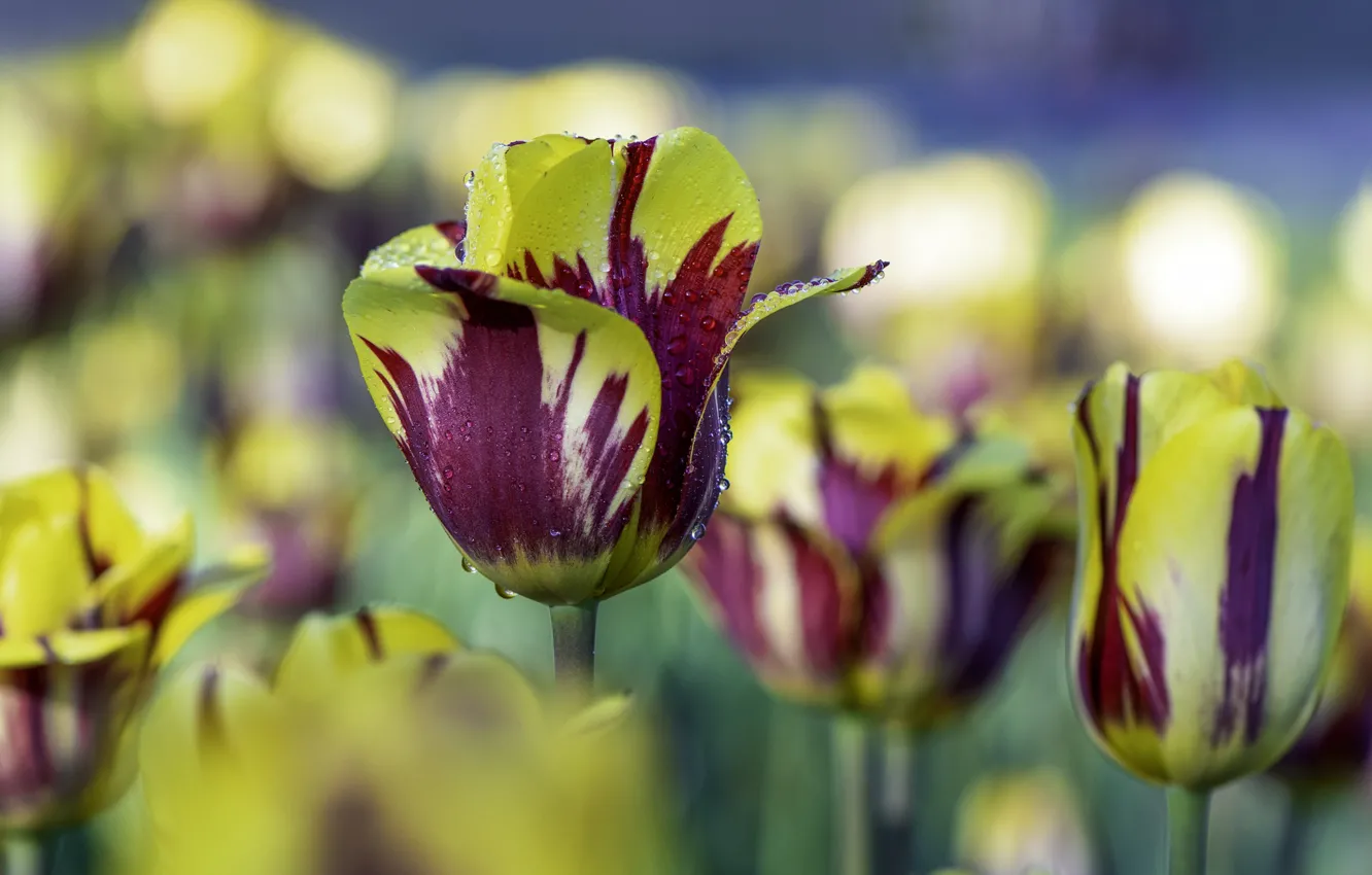 Photo wallpaper tulips, buds, motley