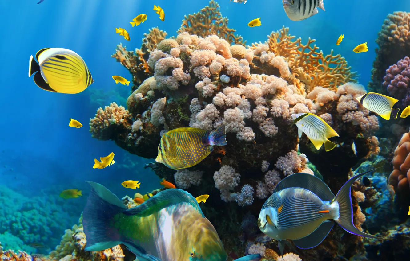 Photo wallpaper fish, the ocean, underwater world, underwater, ocean, fishes, tropical, reef