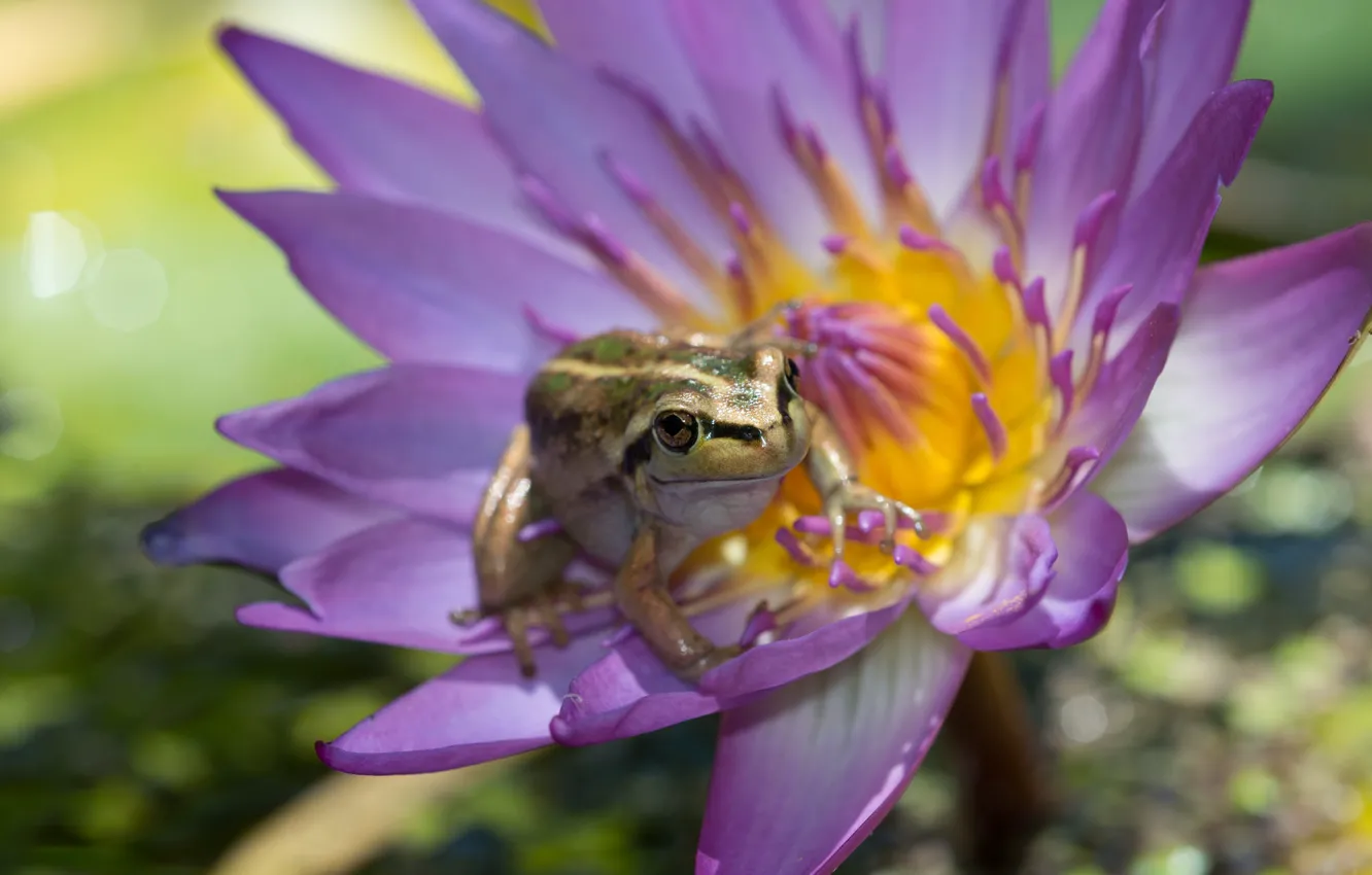 Photo wallpaper water Lily, frog, flowers