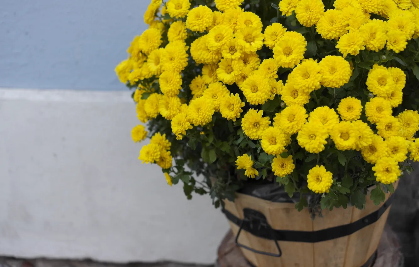 Photo wallpaper flowers, bouquet, yellow, Chrysanthemum