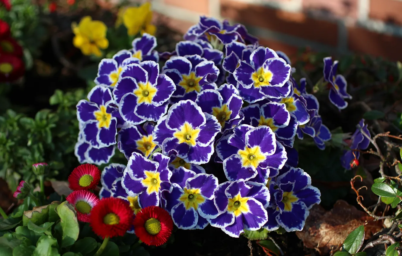 Photo wallpaper purple, flowers, Primula