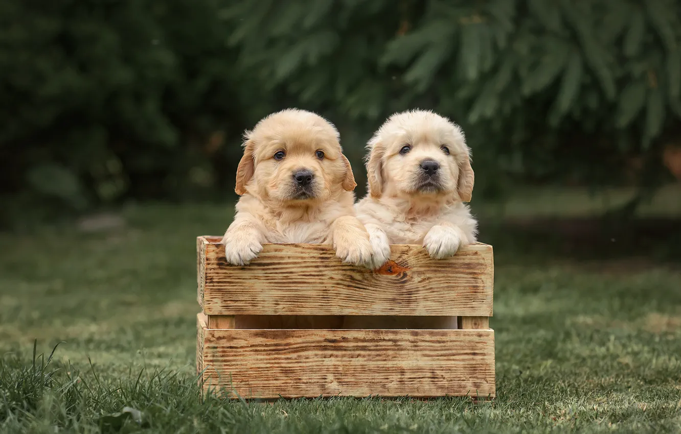 Photo wallpaper dogs, puppies, box, a couple, twins, Golden Retriever, Golden Retriever, Victoria Dubrovskaya
