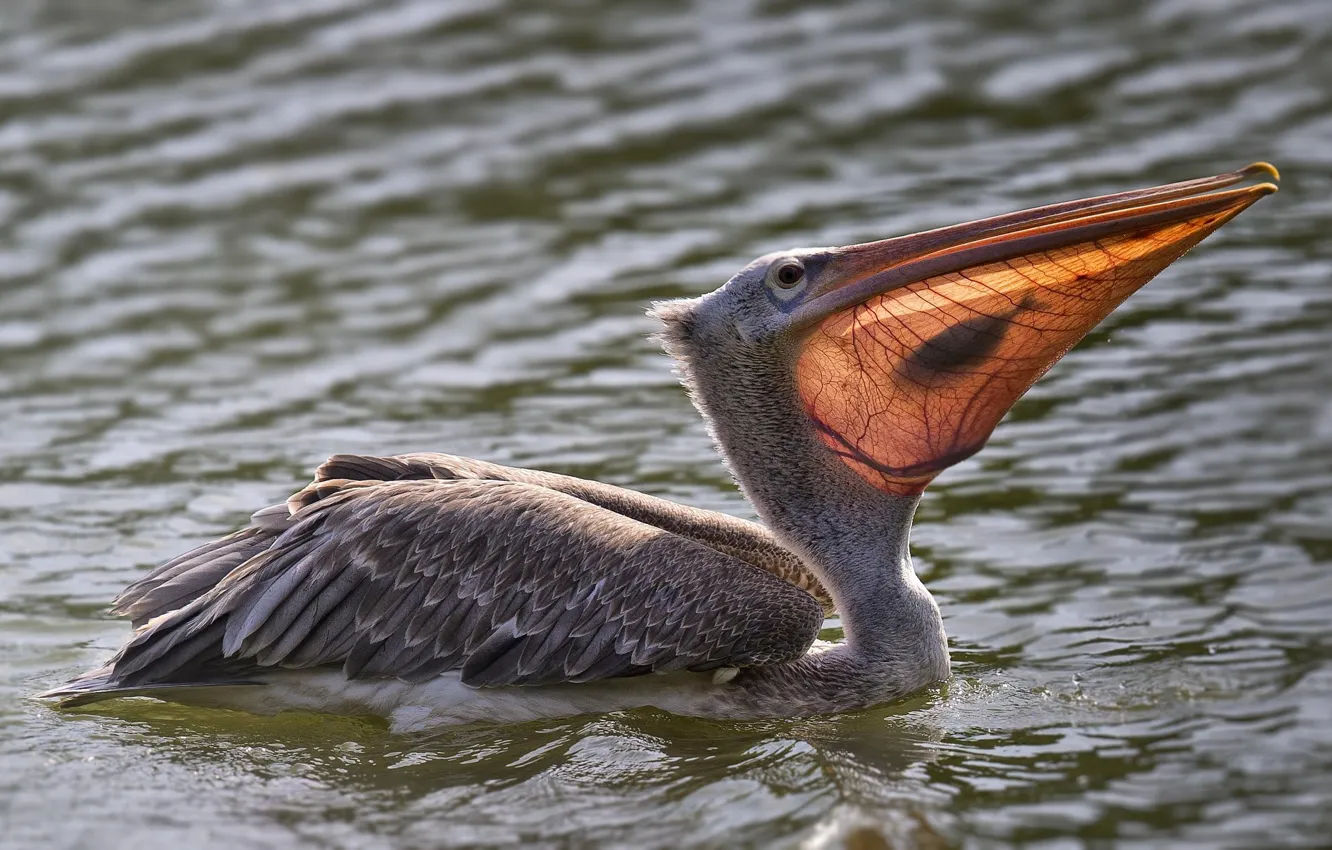 Photo wallpaper water, bird, food, fish, catch, Pelican