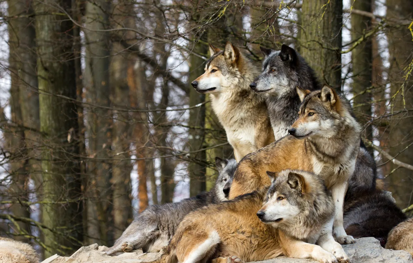 Photo wallpaper look, branches, nature, stones, wolf, wolves, a pack of wolves