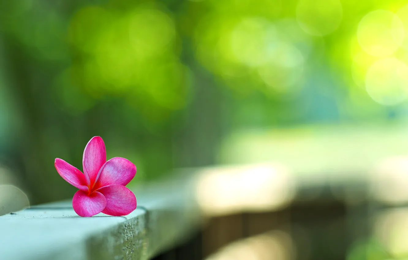 Photo wallpaper flowers, petals, bokeh, plumeria