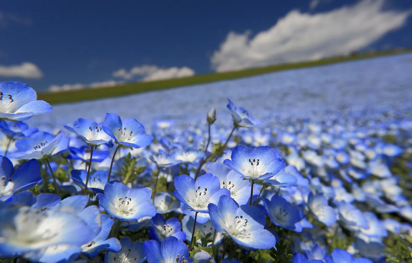 Photo wallpaper field, the sky, clouds, blue, dal, petals, horizon