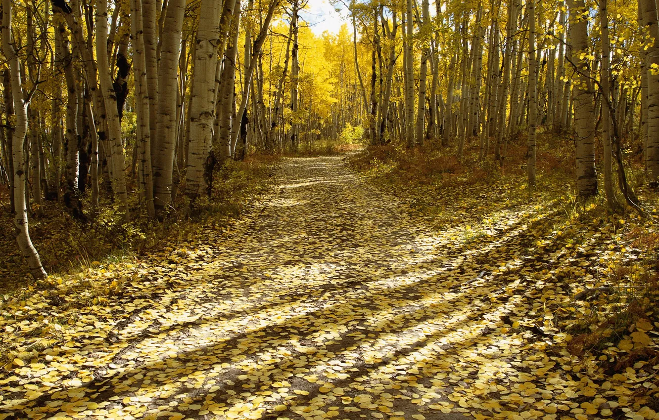 Photo wallpaper autumn, forest, foliage, morning, track, the sun's rays, birch, breaks