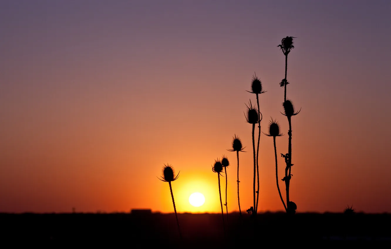 Photo wallpaper the sky, the sun, macro, sunset, plant, horizon, silhouette