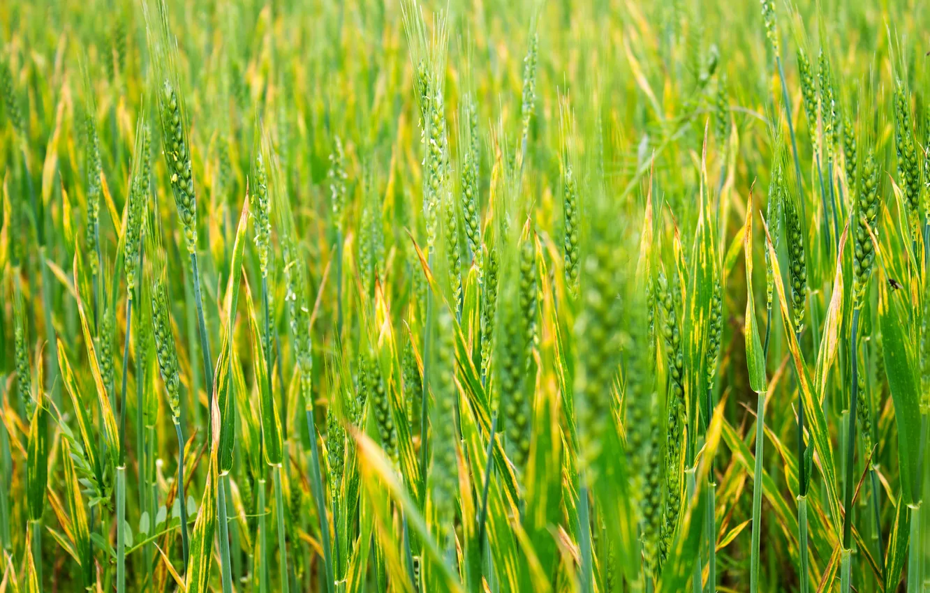Photo wallpaper field, plant, ears, cereals