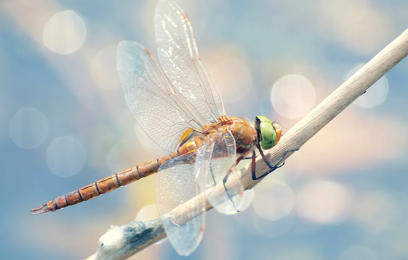 Photo wallpaper blue, dragonfly, bokeh