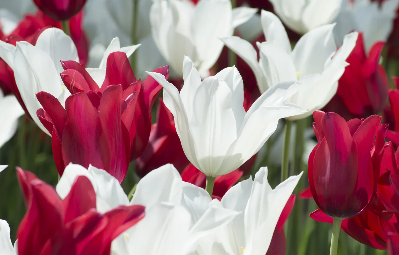 Photo wallpaper petals, garden, meadow, tulips, flowerbed