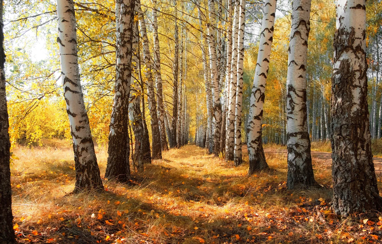 Photo wallpaper autumn, forest, the sky, light, trees, nature, branch, foliage